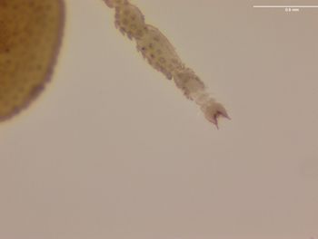Media type: image; Invertebrate Zoology 151338   Description: preserved specimen;